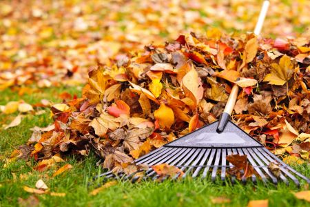 How To Keep Your Yard Clean And Neat